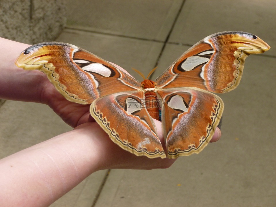 蝴蝶,巨大,自然