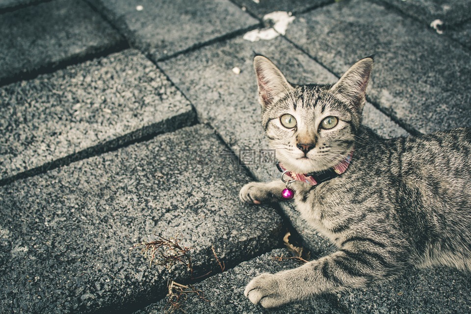 猫,猫屋,只灰色的猫