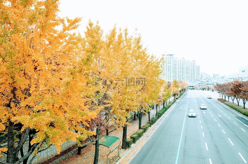 秋,银杏,树