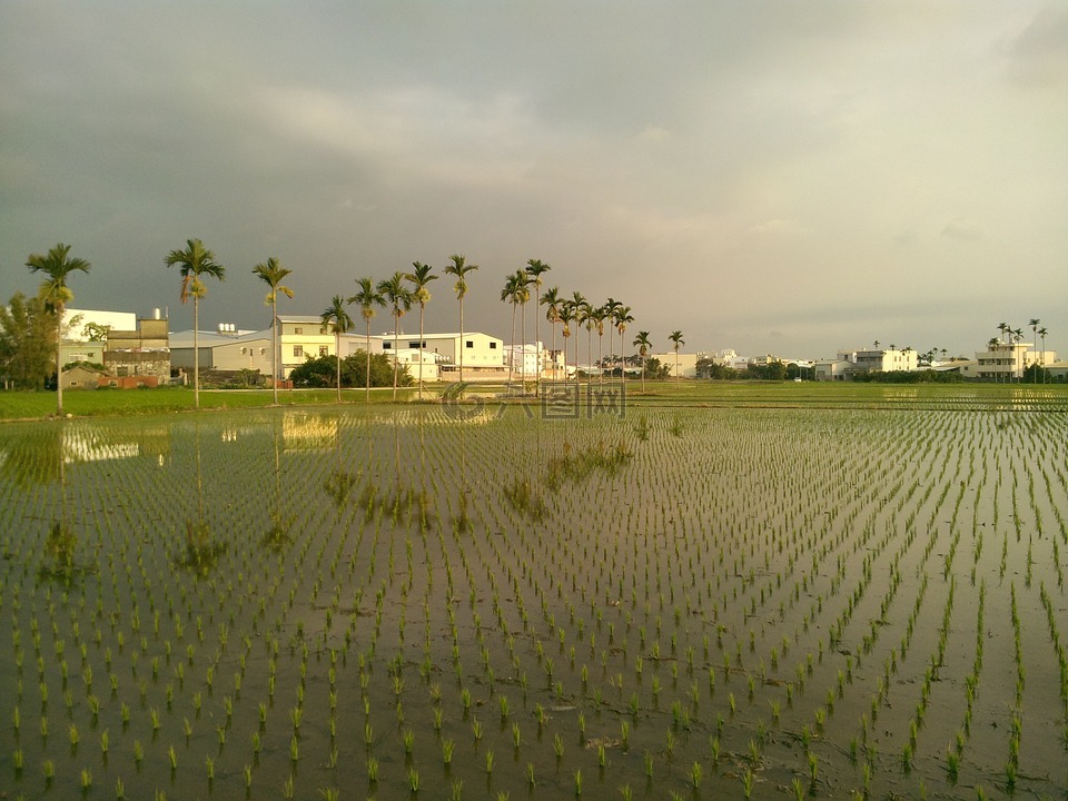 稻田,景观,檳榔樹