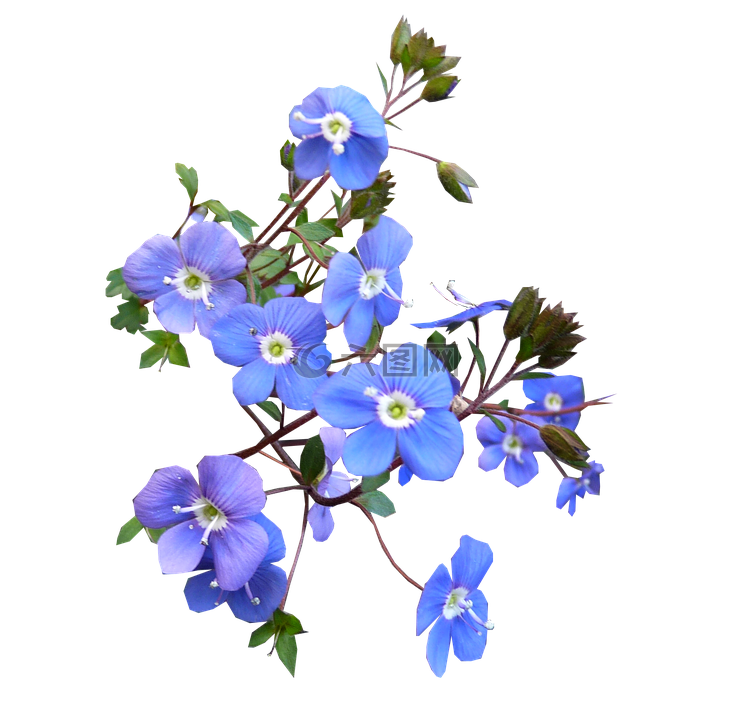 蓝色,花,开花