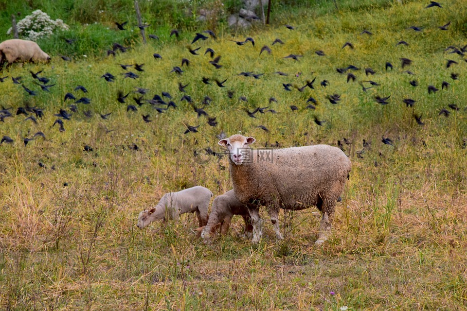 羊,羊肉,母羊