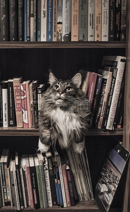 缅因库恩,猫,书架