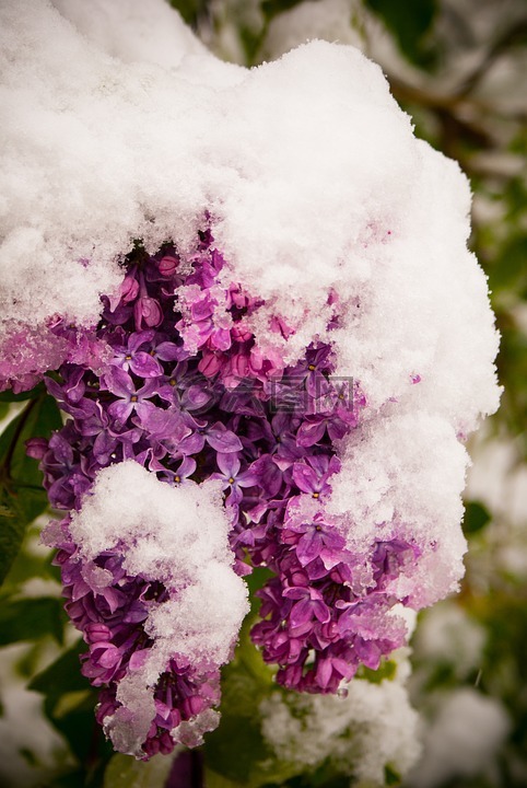 紫丁香,春,冬季