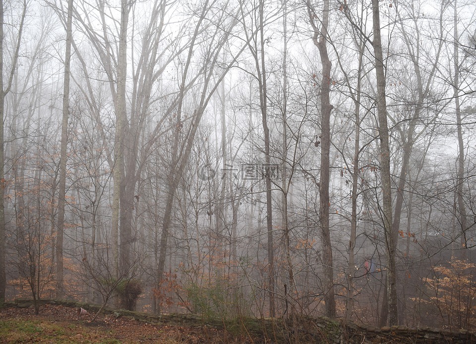 透雾树,冬天,树