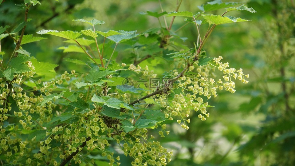 醋栗,浆果灌木开花,春天