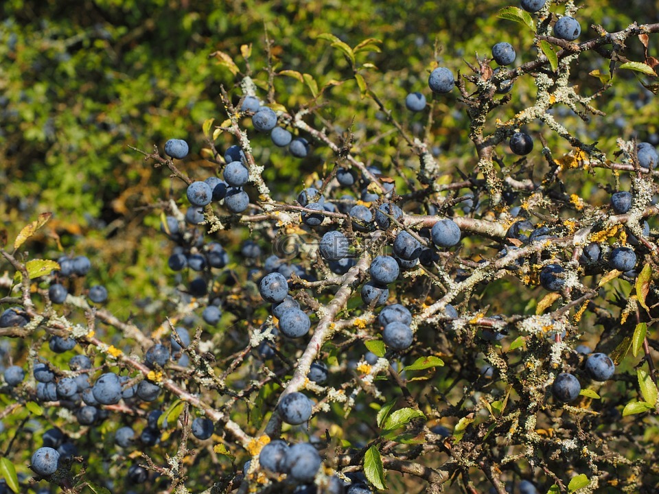 schlehenbeeren,schlehe,浆果