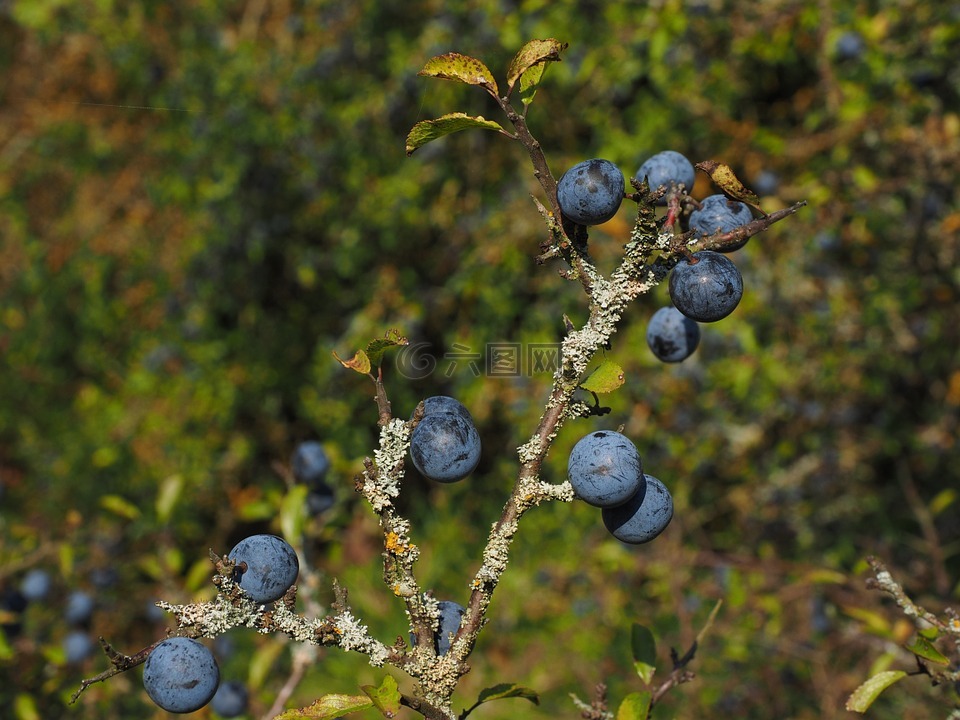 schlehenbeeren,schlehe,浆果