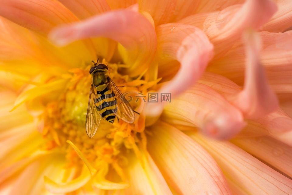 大黄蜂,花,特写