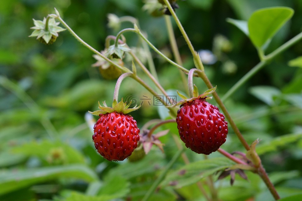 木草莓,水果,生物