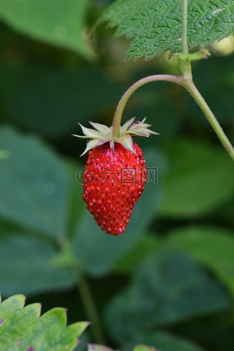 木草莓,浆果,生物