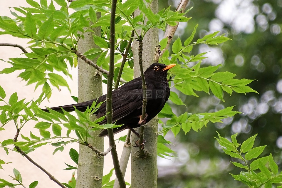 黑鸟,节气门,黑色的羽毛