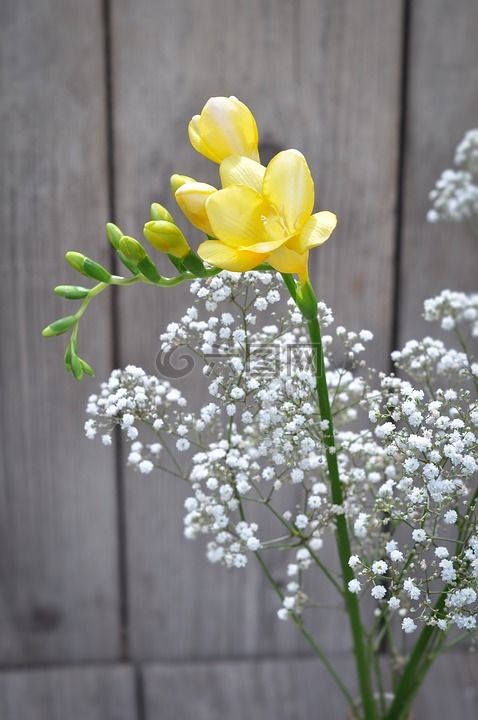 小苍兰,花,黄色