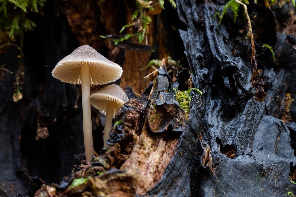 蘑菇,木材真菌,海绵