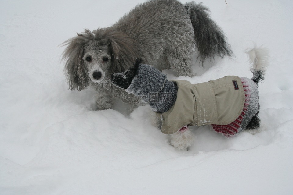 狗,雪,卷毛狗