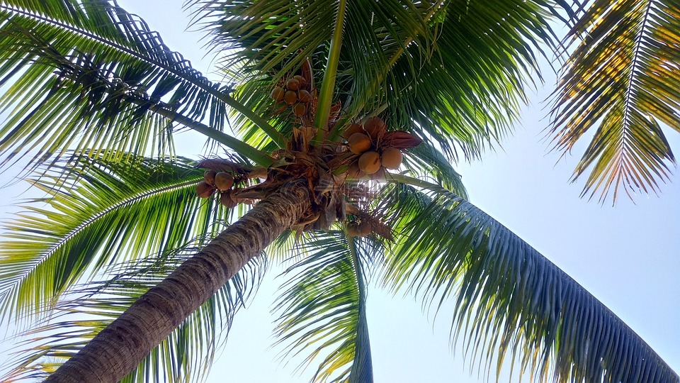 棕榈树,科科斯,帕尔马