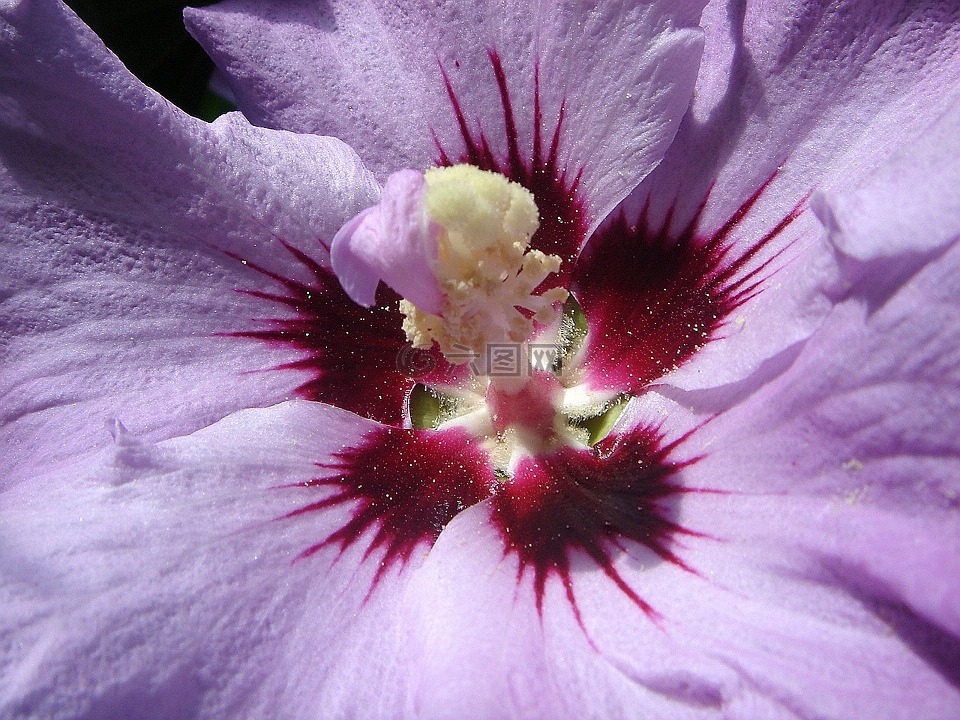 槿,花,雌蕊