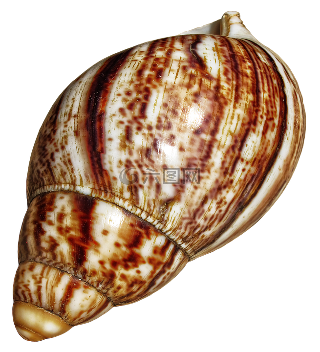 壳,蜗牛,褐富利卡