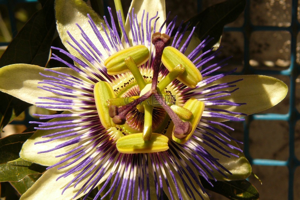 西番莲,花,passifloraceae