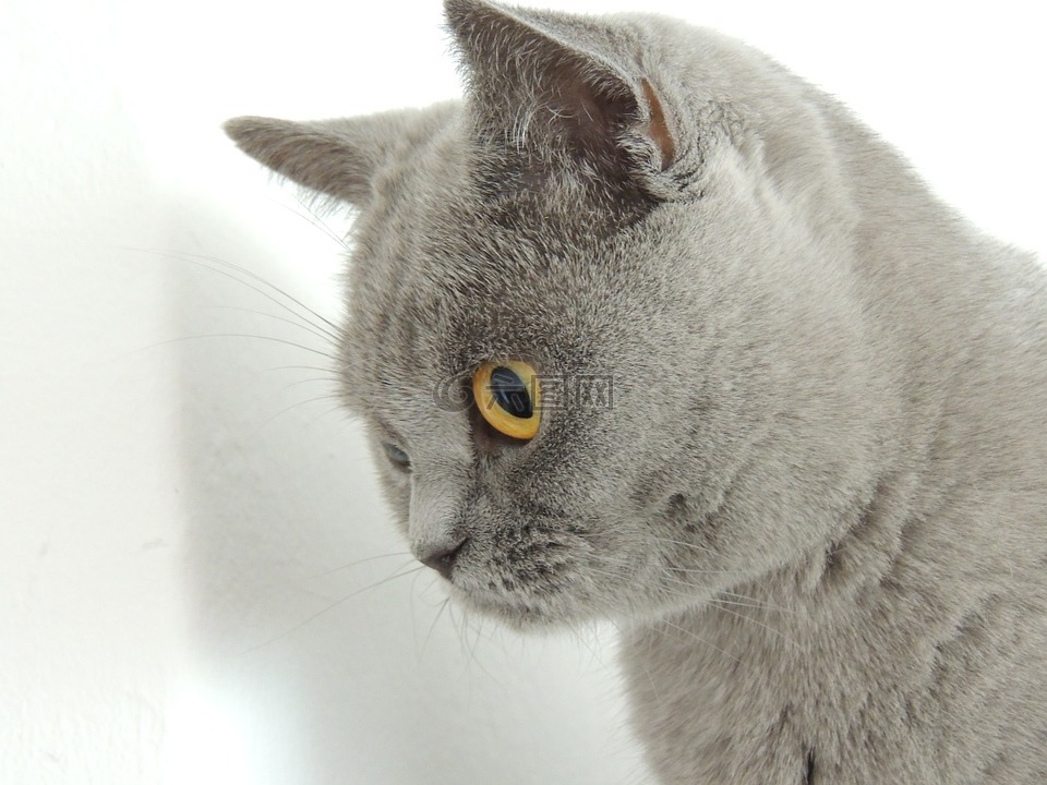猫,灰色,在温柔的爱抚
