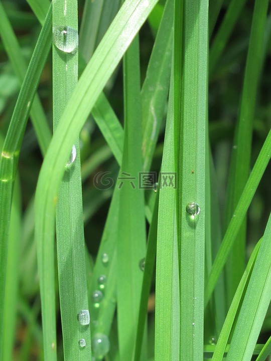 滴,草坪,绿色