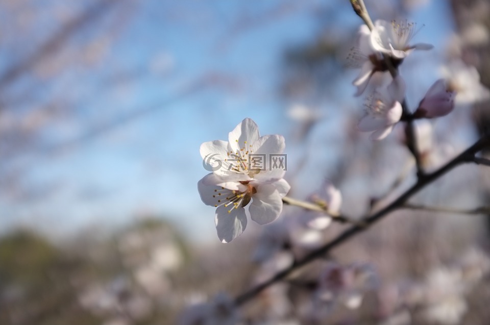 peach blossom,spring,china