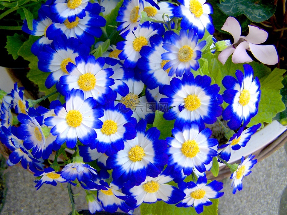 蓝色,春天的花朵,花园