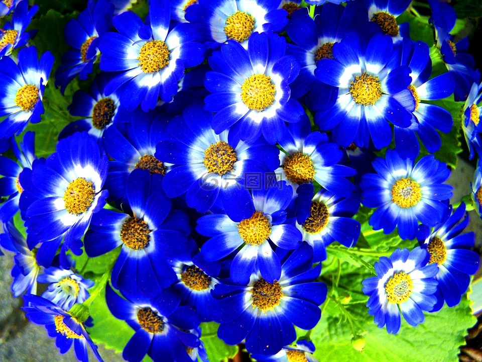春天的花朵,蓝色,花园