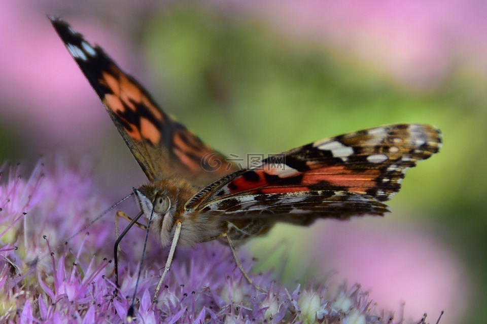 蝴蝶,植物区系和动物区系,性质