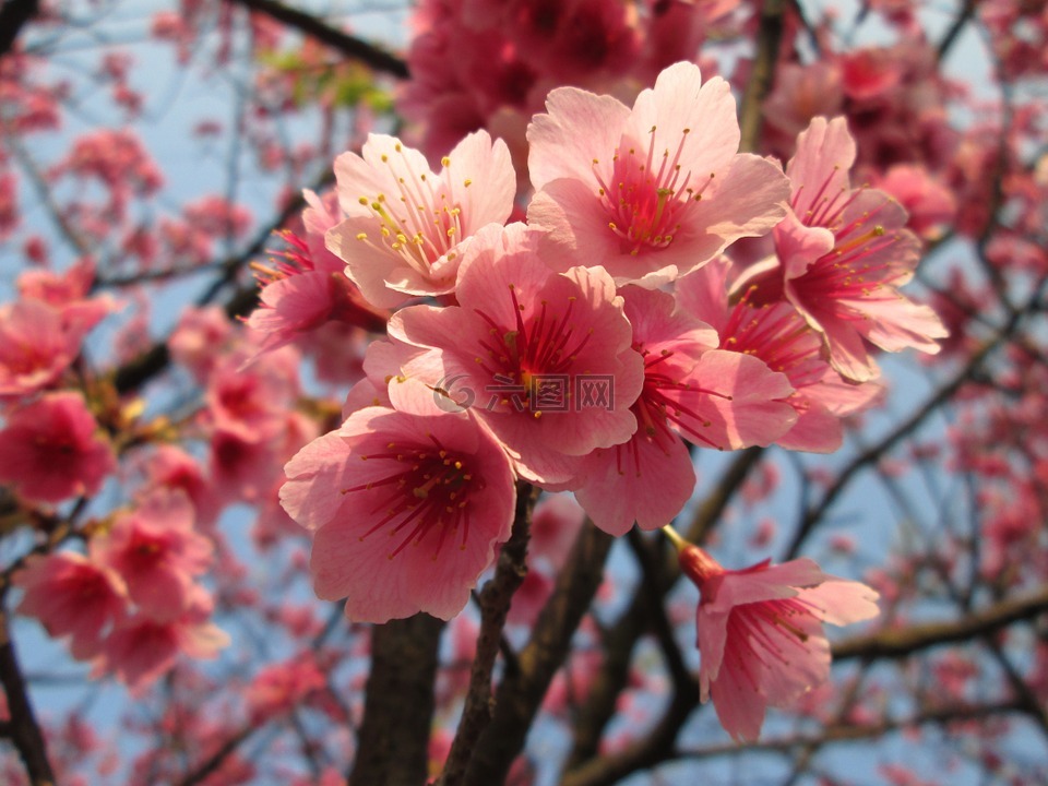 櫻花,吉野櫻,春天
