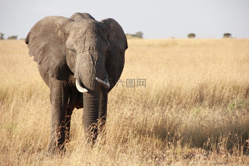 象,非洲,坦桑尼亚