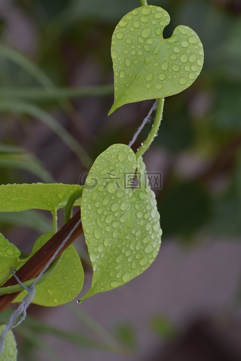 葉子,雨滴,溼的植物