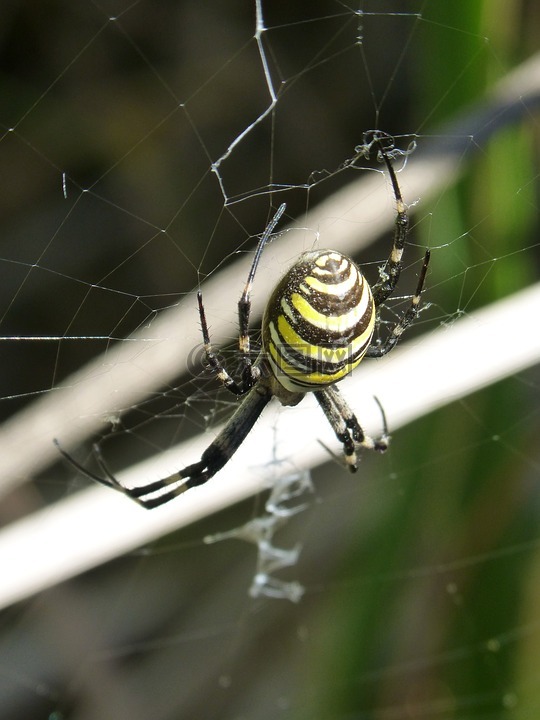 蜘蛛虎,web,捕食者
