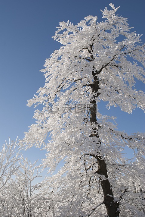 树,冬天,雪