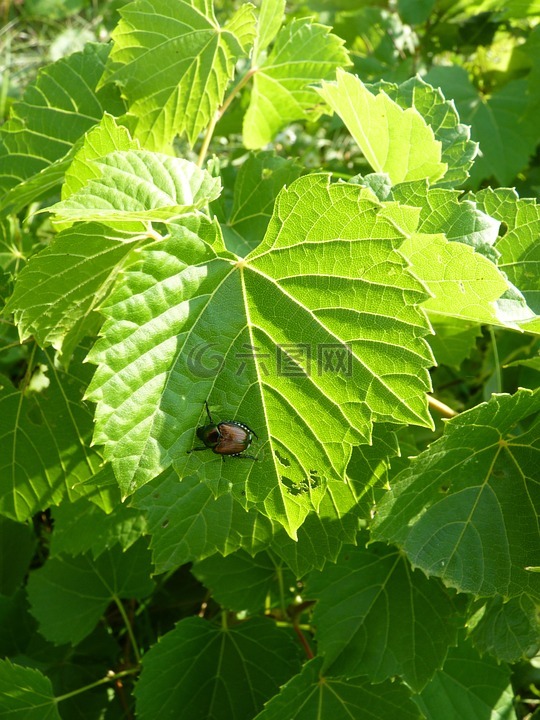 日本甲虫,甲虫,野生山葡萄