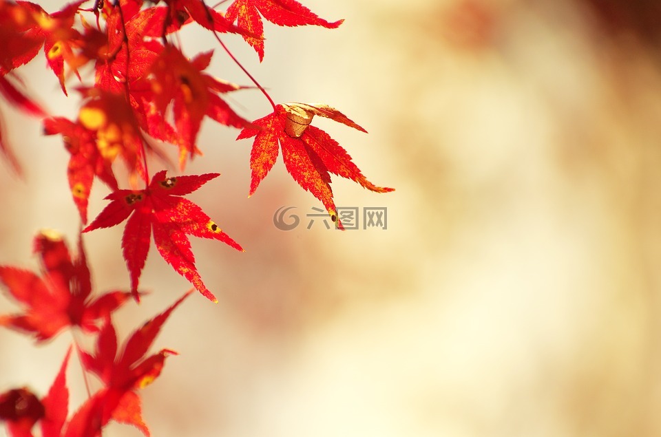 秋季树叶,枫叶,秋季