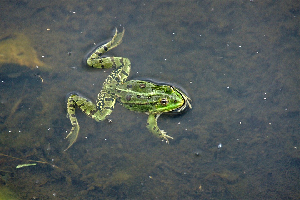 青蛙,池塘,蟾蜍