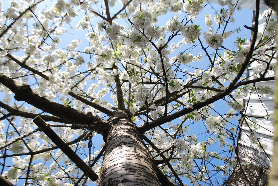 树,鲜花,春天