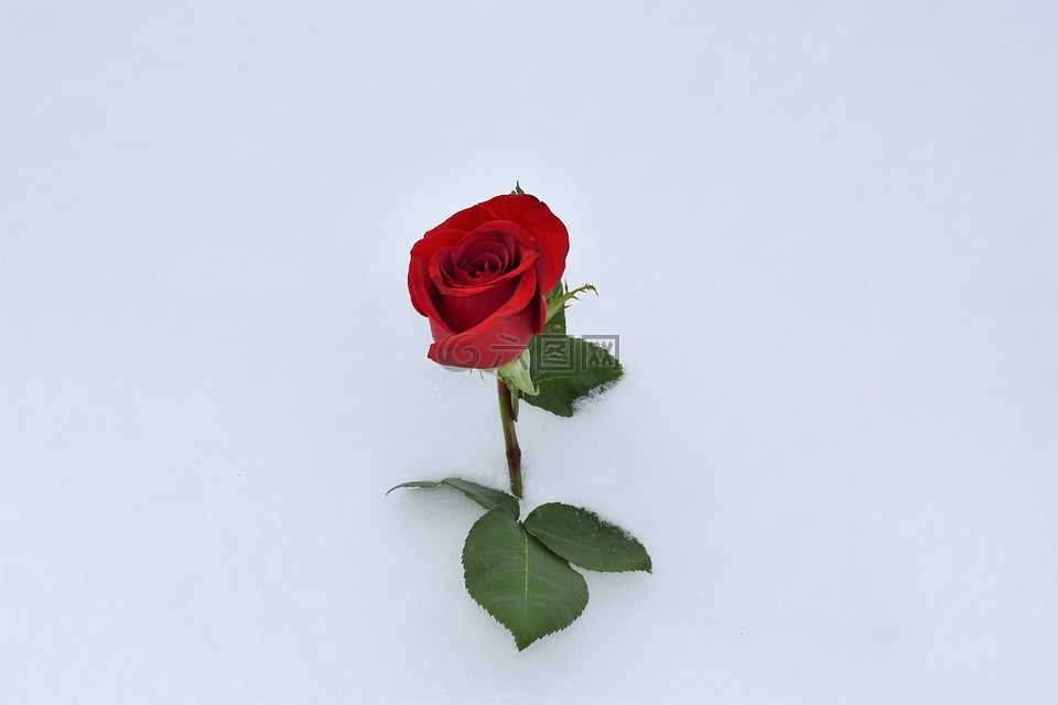 在雪中红色的玫瑰,爱情符号,真爱永存