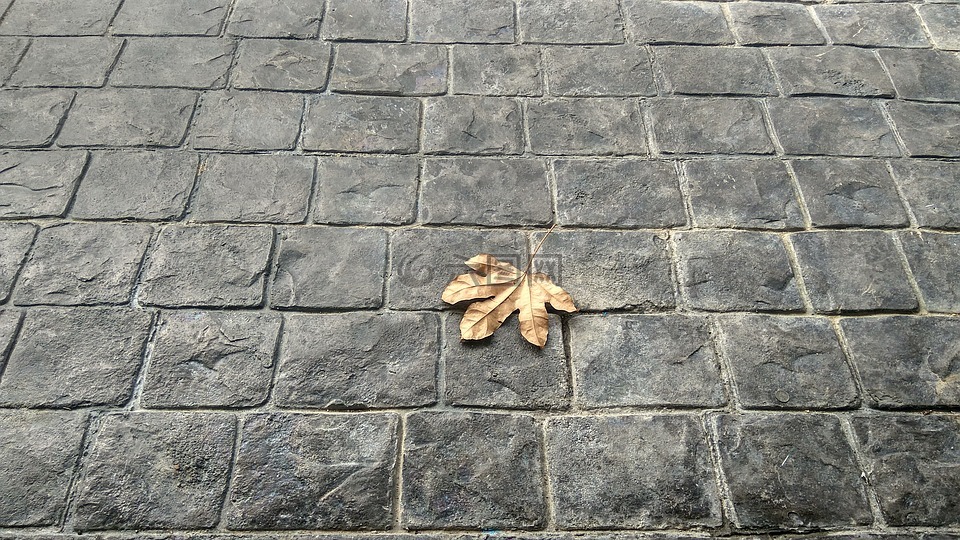 叶子,砖,地板