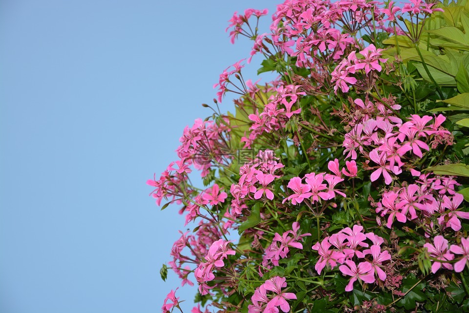 天竺葵花简单,粉色,性质