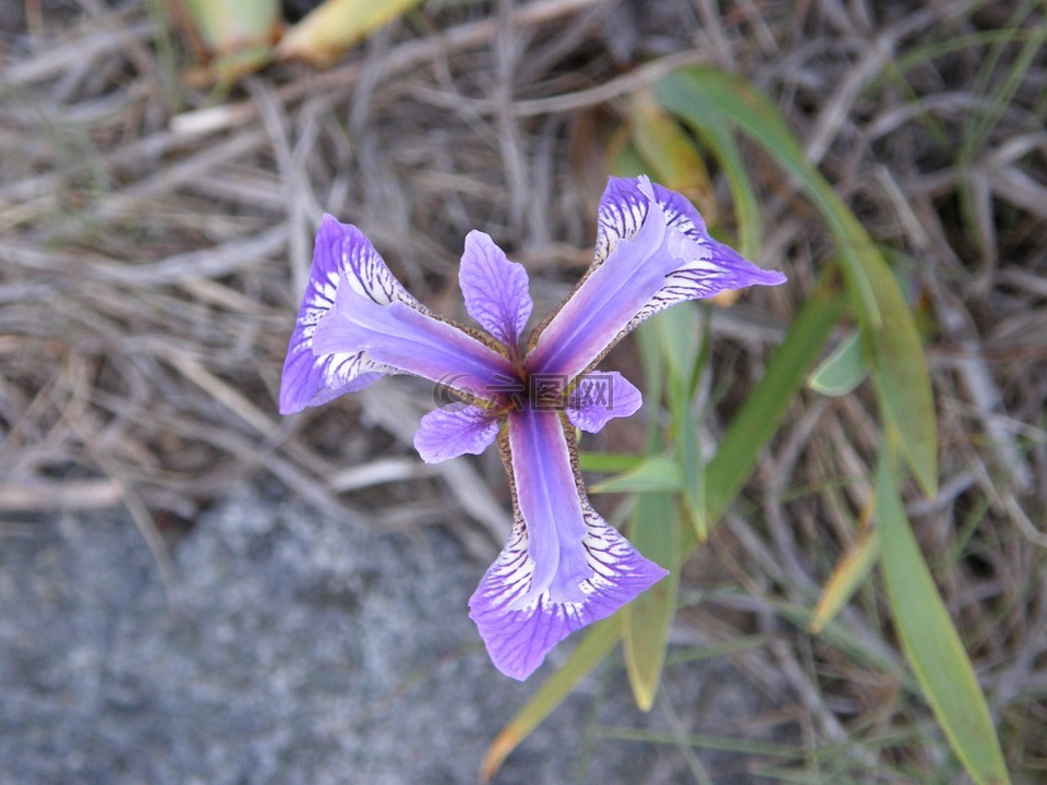 花,鸢尾花,蓝色