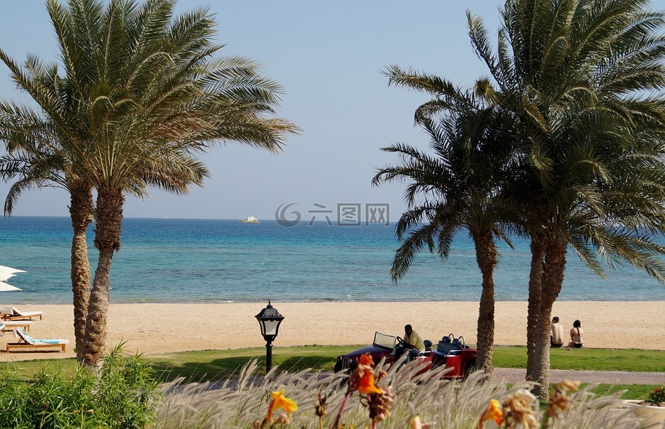 埃及,海滩,树