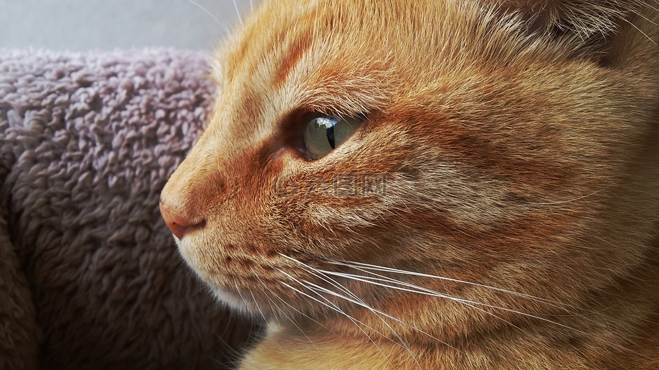 猫,眼睛,橙色