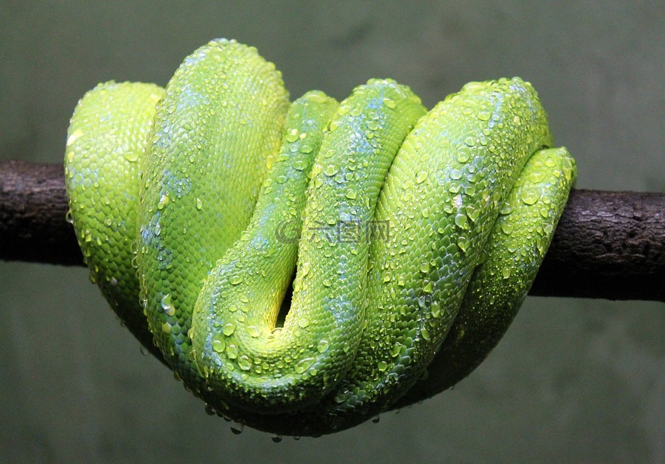绿色,蛇,动物