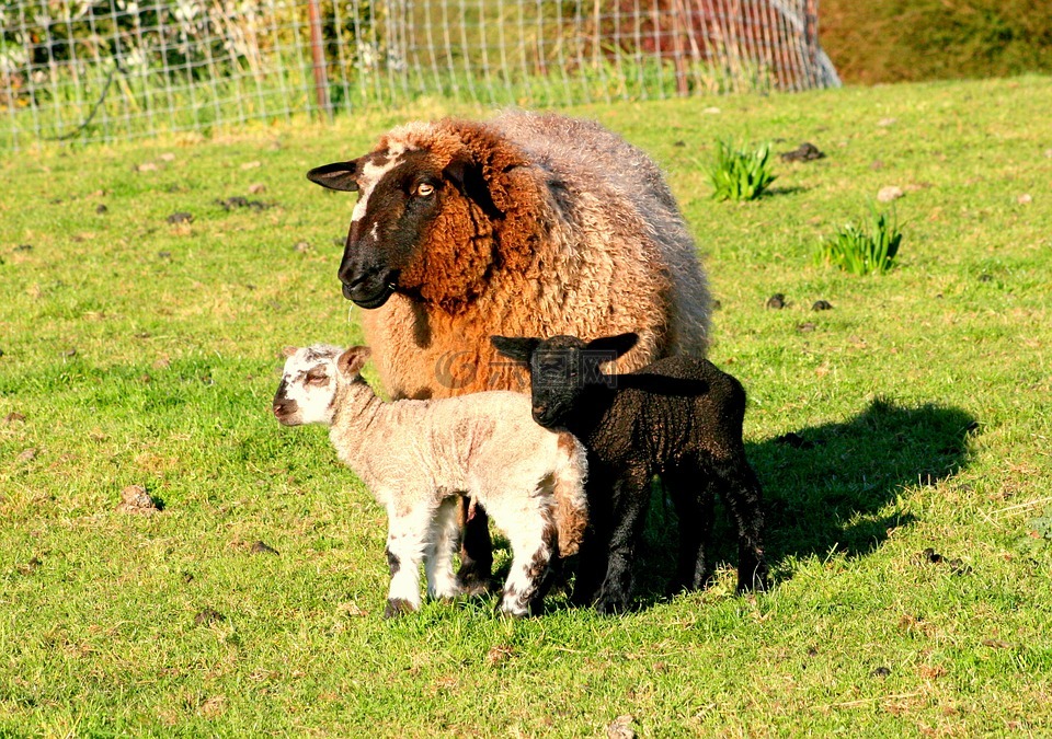 母羊,羔羊,黑