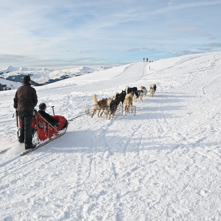 狗,雪橇,雪