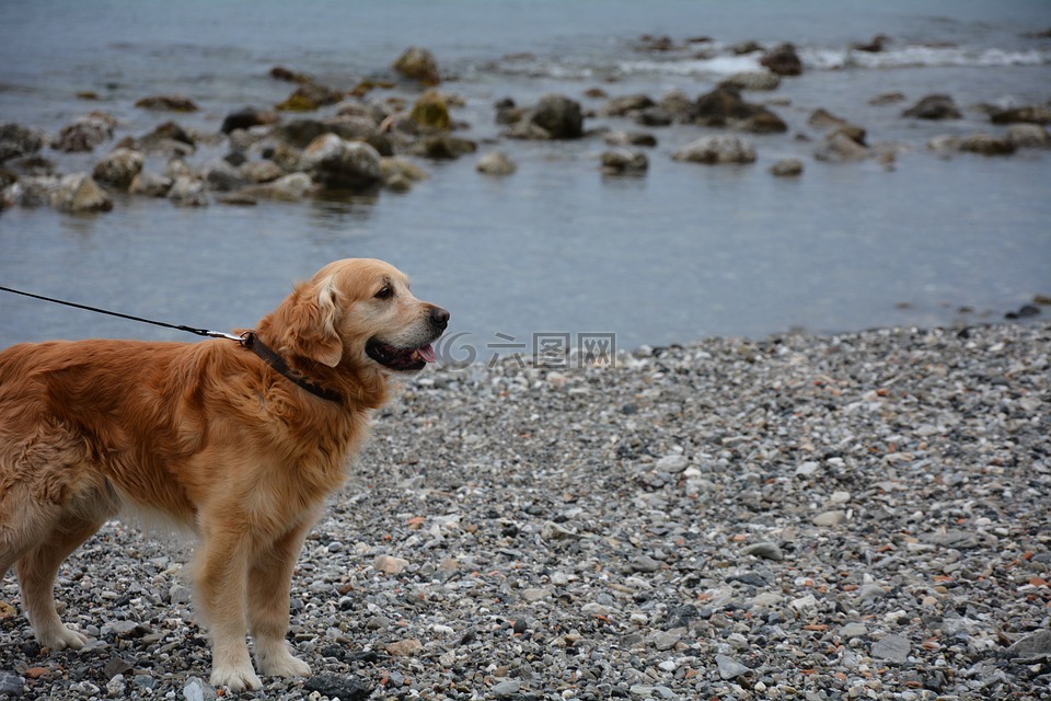 狗,金毛猎犬,海的狗