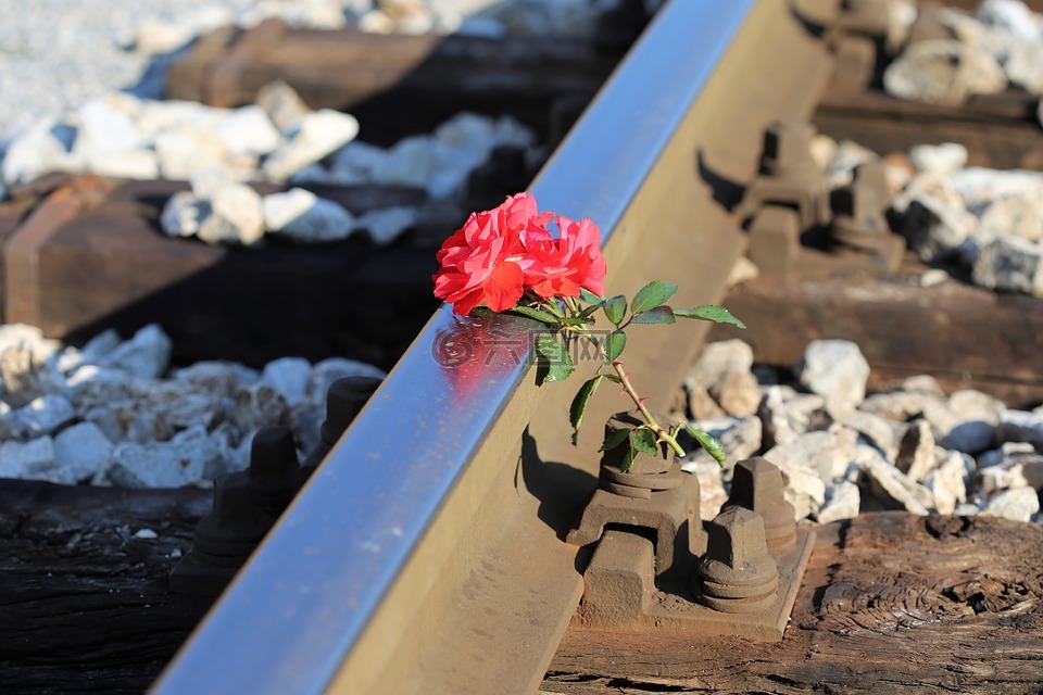 红色玫瑰上的火车,火车事故,小心驾驶