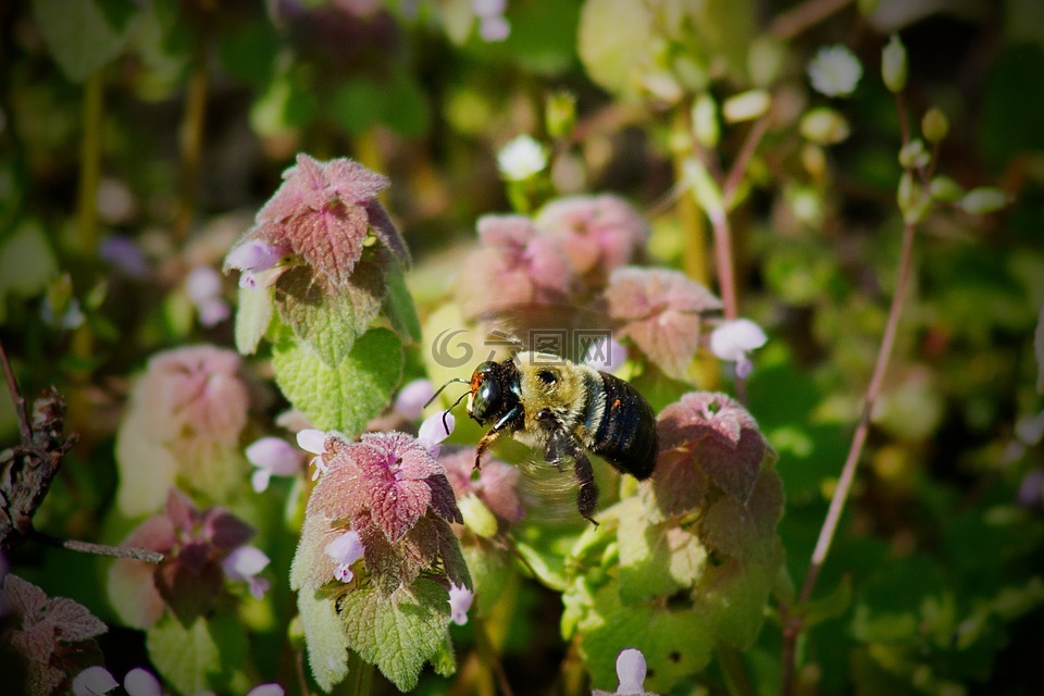 大黄蜂,蜜蜂,花粉